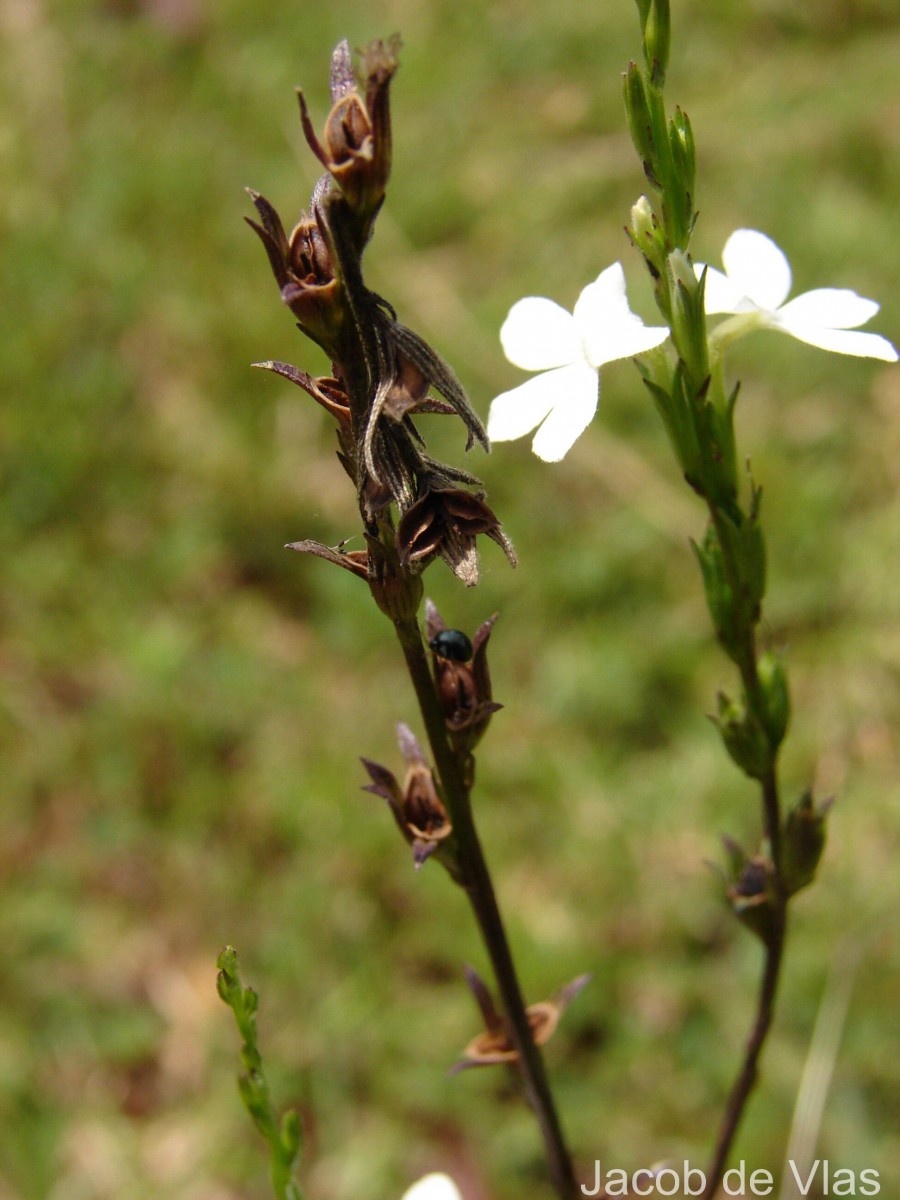 Striga angustifolia (D.Don) C.J.Saldanha